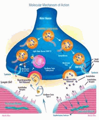 Collagen Hyaluronic Acid serum with caviar for skin hydration and sun protection diagram